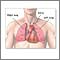 Thoracic organs