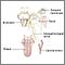 Glossopharyngeal neuralgia