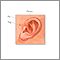 Newborn ear anatomy