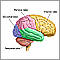 Lobes of the brain