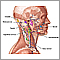 Lymph tissue in the head and neck.