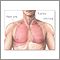 Normal lung anatomy