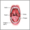 Oral anatomy