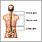 Posterior spinal anatomy